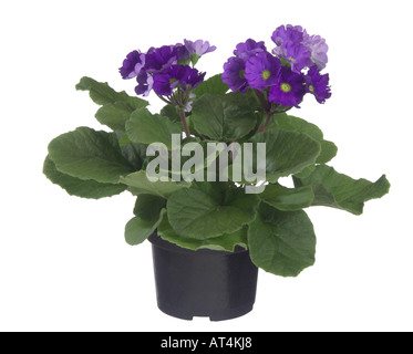 Primerose tedesco, veleno Primerose (Primula obconica), pianta in vaso Foto Stock