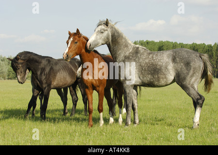 Cavallo Shagya-Arab (Equus przewalskii f. caballus), Ungheria, Babolna Foto Stock