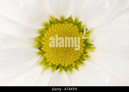 White Daisy primo piano di un bellissimo fiore immagini immagini foto sopra l'alto da una grande risoluzione orizzontale negli Stati Uniti ad alta risoluzione Foto Stock