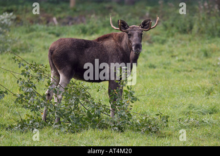 L'alce con il ramo Foto Stock