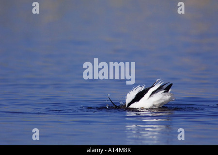Pied Avocetta Recurvirostra avosetta adulto balneazione Parco Nazionale del lago di Neusiedl Burgenland Austria Aprile 2007 Foto Stock