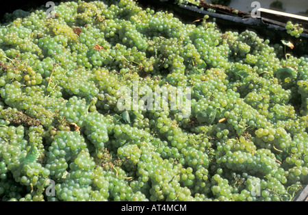 Lo Chardonnay raccolto in Los Carneros Napa California Foto Stock