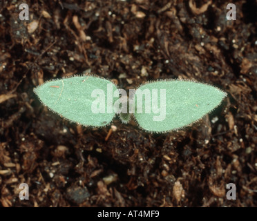 Erba morella Solanum nigrum piantina cotiledoni solo Foto Stock