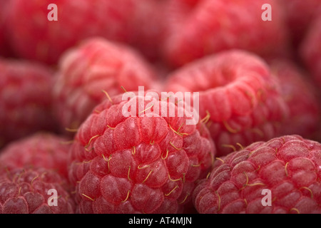 Primo piano di lamponi rossi maturi sfondo sfocato sfocato nessuno dall'alto colore orizzontale ad alta risoluzione Foto Stock