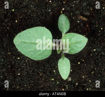 Erba morella Solanum nigrum piantina con due foglie vere Foto Stock