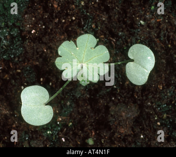 Le colombe piedi cranesbill Geranium molle piantina con una foglia vera Foto Stock