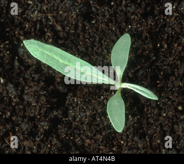 Pallido, persicaria Persicaria lapathifolia, la piantina con uno a due foglie vere Foto Stock