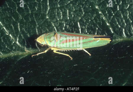 Leafhopper rododendro Graphocephala fennahi adulto colorate su una foglia di rododendro Foto Stock