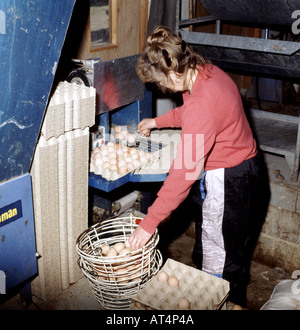 Donna raccogliere le uova dal trasportatore messa in vassoi di uova free range unità Foto Stock