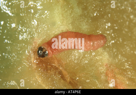 Rosso di prugna verme Grapholita funebrana caterpillar in frutti di prugne Foto Stock