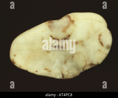 Una sezione di un tubero di patata spraing mostrando un sintomo della fecola di patate rattle virus PRV Foto Stock