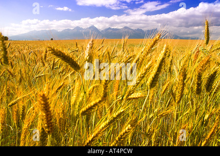 A field of wheat in Slovakia, Europe. Beautiful mountains in the background. Foto Stock
