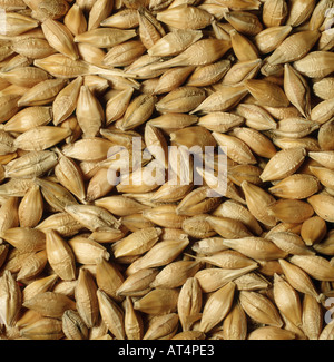 Orzo Hordeum vulgare di sementi o il campione di granella Foto Stock