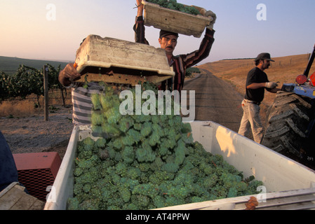 Lo Chardonnay raccolto in Los Carneros Napa California Foto Stock