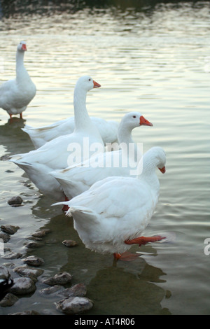 Allineate le oche bianco sulla piscina di acqua al tramonto. Foto Stock