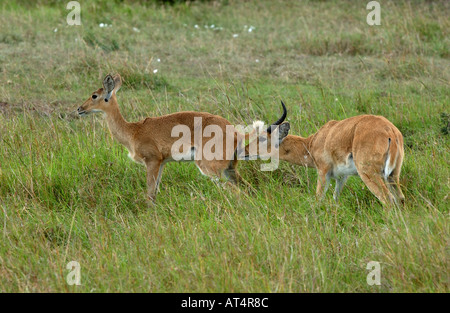 Reedbuck meridionale Redunca arundinum maschio femmina sniffing Masaii Mara Kenya Foto Stock