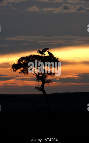 Coppia di falda di fronte gli avvoltoi Torgos tracheliotus presso sunrise Masaii Mara Kenya Foto Stock