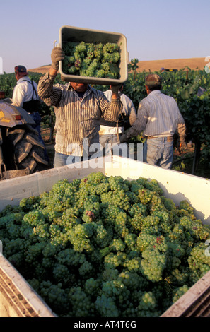 Lo Chardonnay raccolto in Los Carneros Napa California Foto Stock