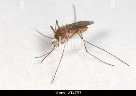 Culicine zanzara Culex sp a riposo Foto Stock