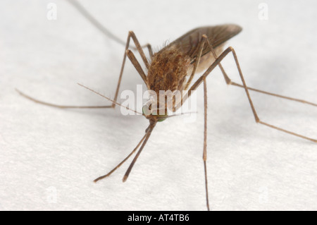 Culicine zanzara Culex sp a riposo Foto Stock