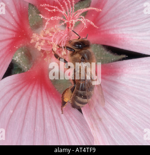 Honey Bee Apis mellifera rovistando su un fiore Lavatera Foto Stock