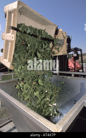 Lo Chardonnay raccolto in Los Carneros Napa California Foto Stock