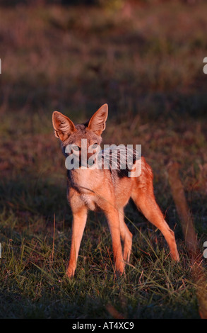 Black backed Jackal Canis mesomelas nella luce della sera Masaii Mara Kenya Foto Stock