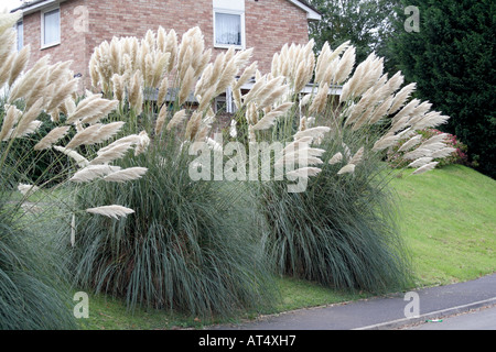 Cortaderia selloana Sunningdale Silver vantaggi da un sacco di aria e di luce intorno ad esso Foto Stock