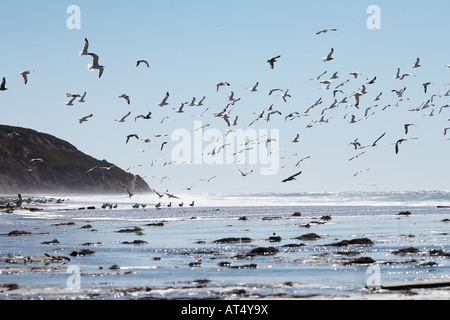 Gabbiani sulla spiaggia spiaggia Waddell e Creek, Santa Cruz County, California, Stati Uniti d'America Foto Stock