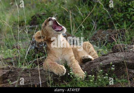 Lion Panthera leo cub sbadigli Masaii Mara Kenya Foto Stock