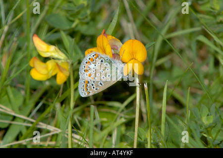 Comune femmina blu Polyommatus icarus femmina blu su giallo fiore di trifoglio Foto Stock