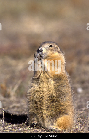 Nero tailed praire dog C. ludovicianus in Redland National Park South Dakota Foto Stock