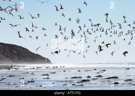 Gabbiani sulla spiaggia spiaggia Waddell e Creek, Santa Cruz County, California, Stati Uniti d'America Foto Stock