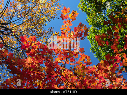 La Nuova Inghilterra alberi con colori autunnali sulla COSTA ATLANTICA MAINE Foto Stock
