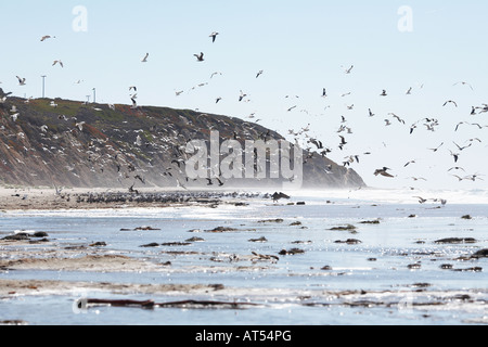 Gabbiani sulla spiaggia spiaggia Waddell e Creek, Santa Cruz County, California, Stati Uniti d'America Foto Stock