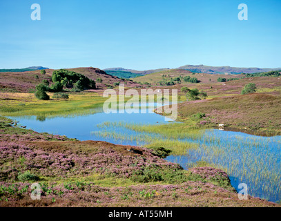 Glen Convinth tra Drumnadrochit e Beauly, N. di Loch Ness. Regione delle Highlands, Scozia. Mountain pool. Heather in piena fioritura Foto Stock