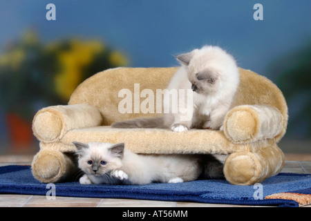 Gatti Sacri di Birmania i gattini di 8 settimane il punto blu Foto Stock