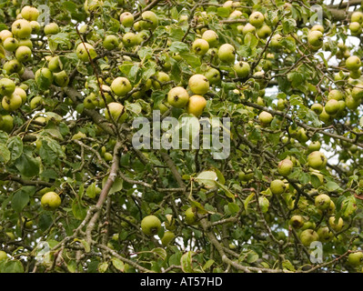 Il granchio le mele sulla struttura ad albero, autunno , mid Wales UK Foto Stock