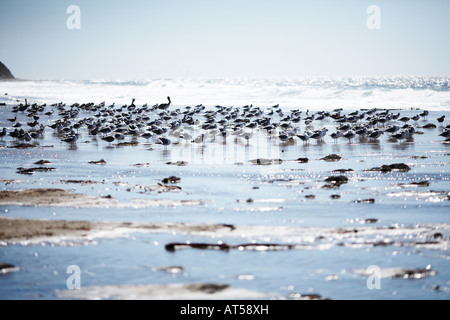 Gabbiani sulla spiaggia spiaggia Waddell e Creek, Santa Cruz County, California, Stati Uniti d'America Foto Stock