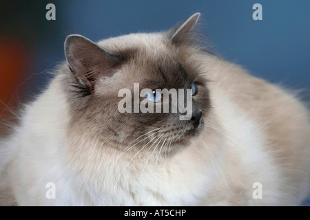 Gatto sacri di birmania tomcat punto blu Foto Stock