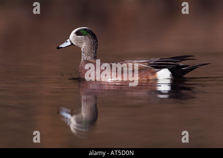 American Wigeon Anas americana maschio adulto nuoto Hill Country Texas USA Aprile 2007 Foto Stock