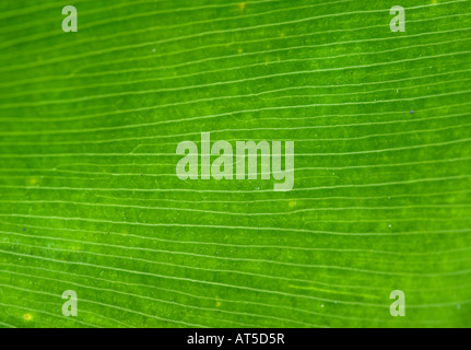 Bella e verde foglia di palma natura immagine di sfondo Foto Stock