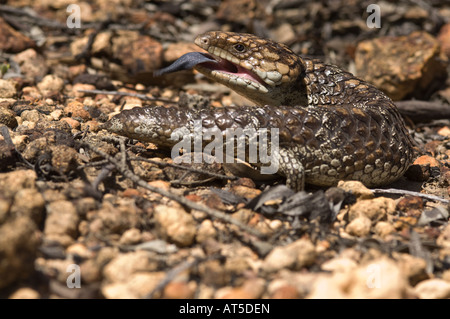 Blue tongued skink (Tiliqua sp.) Dryandra Wodland Western Australia Settembre Foto Stock