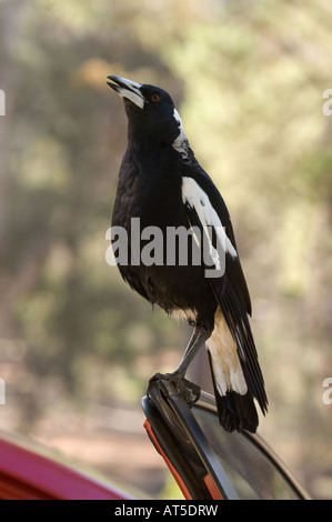 Australian Gazza (Gymnorhina tibicen) adulto appollaiato sulla portiera aperta Dryandra Woodland Western Australia Settembre Foto Stock