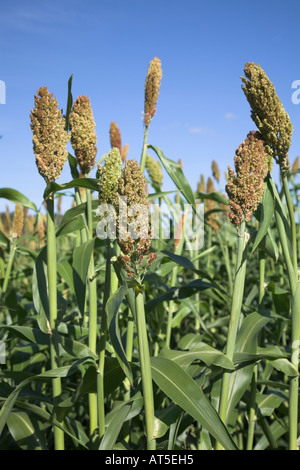 Sorgo è cresciuto in Gran Bretagna Foto Stock