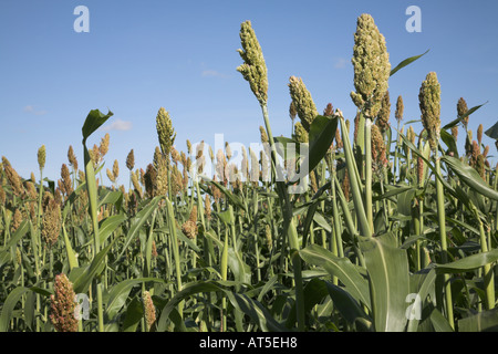 Sorgo è cresciuto in Gran Bretagna Foto Stock