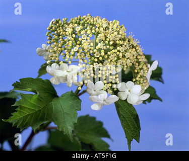 La botanica, pallon di maggio, Wayfaring Tree, (Viburnum lantana), Blossom, Additional-Rights-Clearance-Info-Not-Available Foto Stock