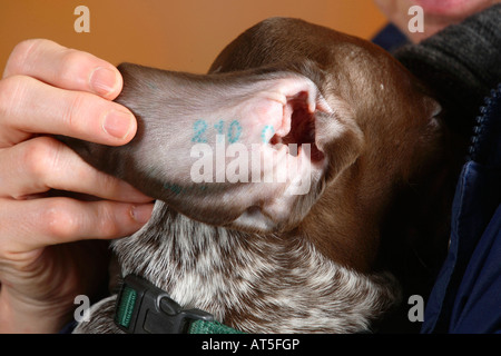 Il tedesco Shorthaired puntatore cucciolo 9 settimane Numero di tatoo in ear Foto Stock