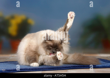 Gatto sacri di birmania tomcat punto blu Foto Stock