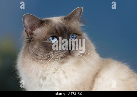 Gatto sacri di birmania tomcat punto blu Foto Stock